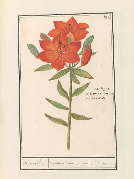 Framed Print : Red lily (Lilium), 1596-1610. Creators: Anselmus de Boodt, Elias Verhulst Framed Print : Red lily (Lilium), 1596-1610. Creators: Anselmus de Boodt, Elias Verhulst