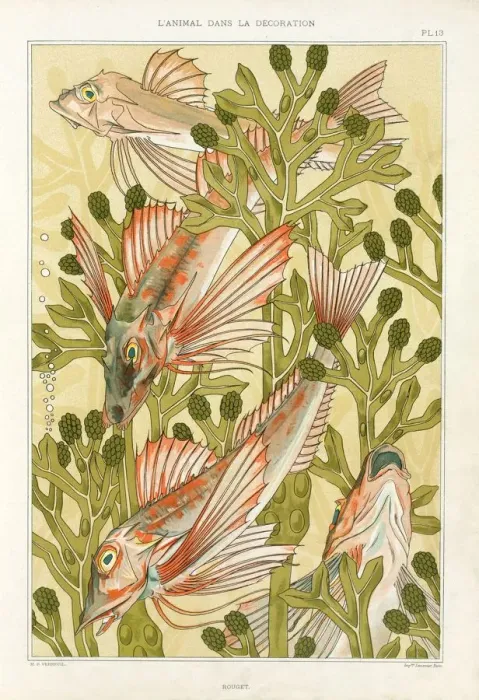 Framed Print : Red Mullet, pub. 1897. Creator: Maurice Pillard Verneuil (1869?1942) Framed Print : Red Mullet, pub. 1897. Creator: Maurice Pillard Verneuil (1869?1942)