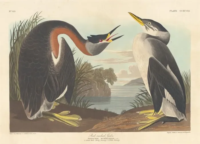 Framed Print : Red-necked Grebe, 1836. Creator: Robert Havell