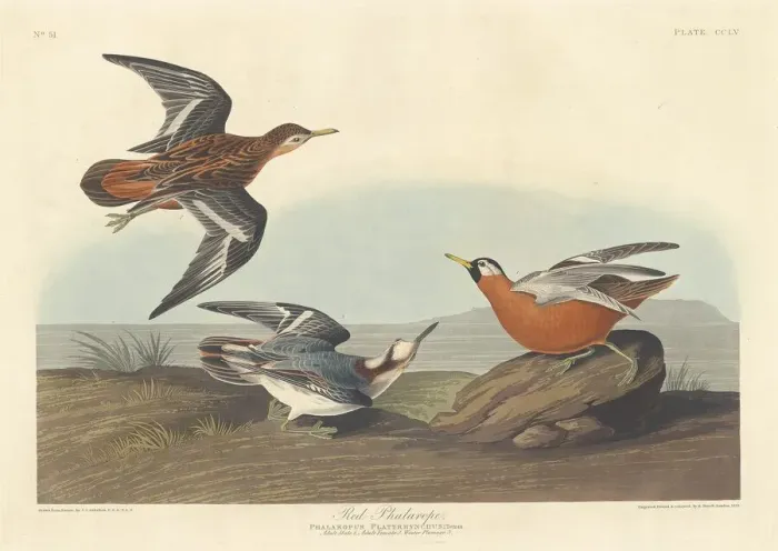 Framed Print : Red Phalarope, 1835. Creator: Robert Havell Framed Print : Red Phalarope, 1835. Creator: Robert Havell