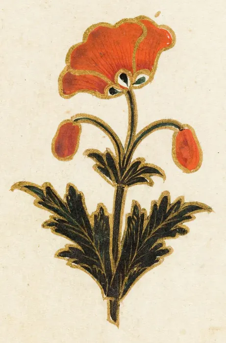 Framed Print : Red poppy motif, Folio from the Small Clive Album, Dated 1674-1675. Creator: Unknown Framed Print : Red poppy motif, Folio from the Small Clive Album, Dated 1674-1675. Creator: Unknown