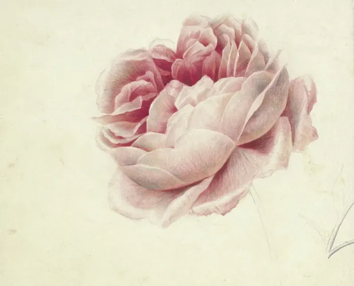 Framed Print : Red Rose, 1792-1861. Creator: Georgius Jacobus Johannes van Os Framed Print : Red Rose, 1792-1861. Creator: Georgius Jacobus Johannes van Os