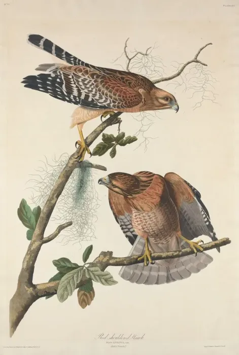 Framed Print : Red-shouldered Hawk, 1829. Creator: Robert Havell Framed Print : Red-shouldered Hawk, 1829. Creator: Robert Havell
