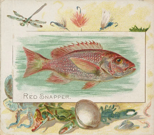 Red Snapper, from Fish from American Waters series (N39) for Allen &