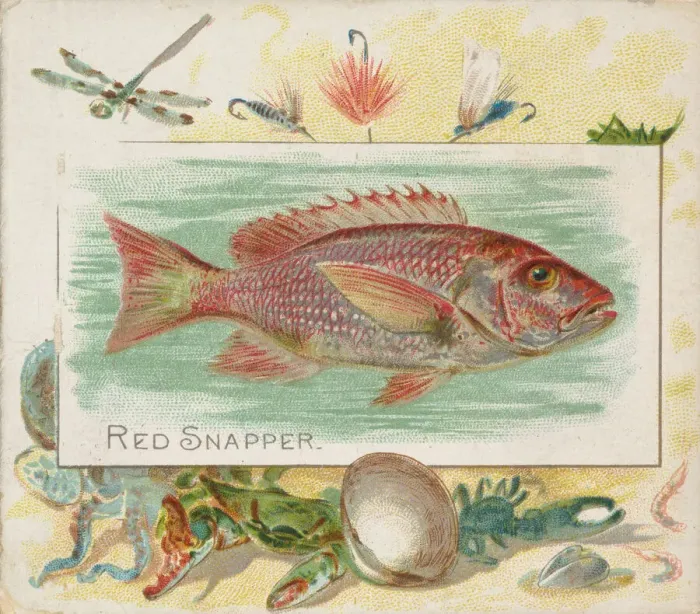 Framed Print : Red Snapper, from Fish from American Waters series (N39) for Allen & Framed Print : Red Snapper, from Fish from American Waters series (N39) for Allen &