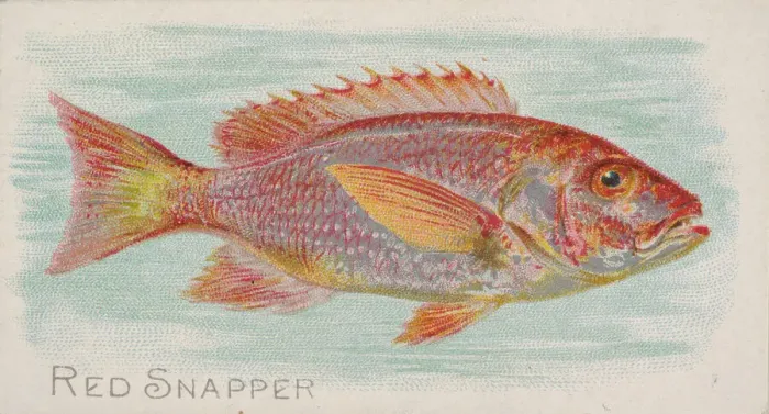 Framed Print : Red Snapper, from the Fish from American Waters series (N8) for Allen & Framed Print : Red Snapper, from the Fish from American Waters series (N8) for Allen &