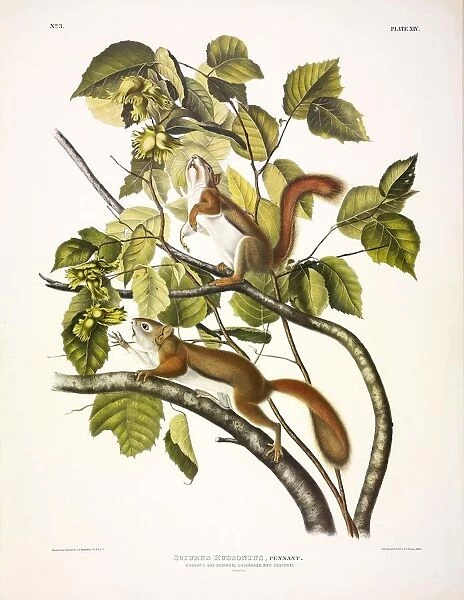 Red Squirrel, Sciurus Hudsonius, 1845