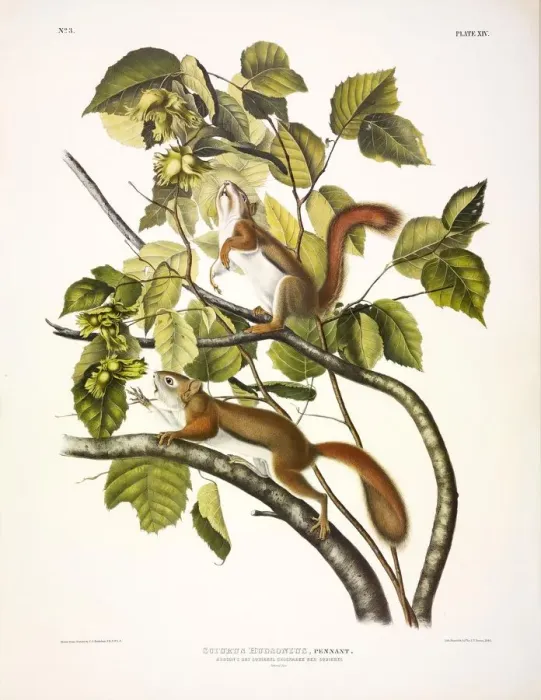 Framed Print : Red Squirrel, Sciurus Hudsonius, 1845 Framed Print : Red Squirrel, Sciurus Hudsonius, 1845
