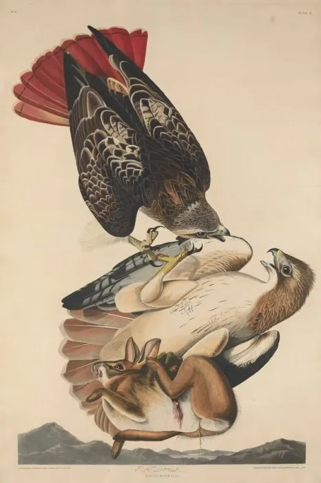 Framed Print : Red Tailed Hawk, 1829. Creator: Robert Havell Framed Print : Red Tailed Hawk, 1829. Creator: Robert Havell