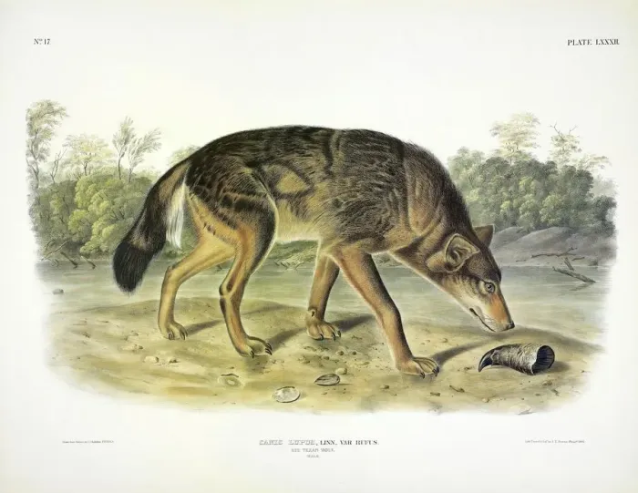 Framed Print : Red Texan Wolf, Canis Lupus, 1845 Framed Print : Red Texan Wolf, Canis Lupus, 1845