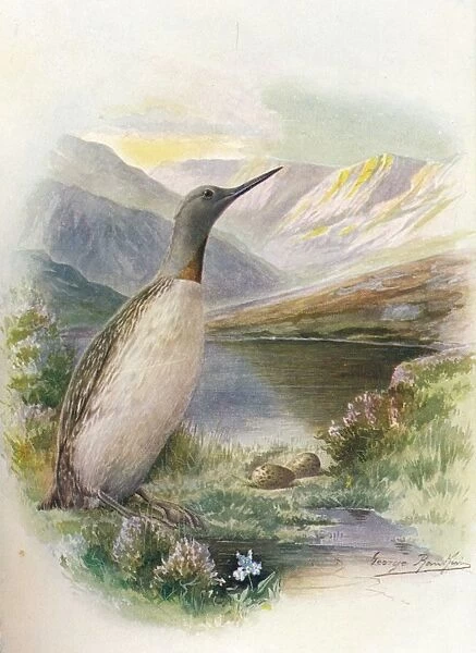 Red-Throated Diver - Colym bus septen triona lis, c1910, (1910). Artist: George James Rankin