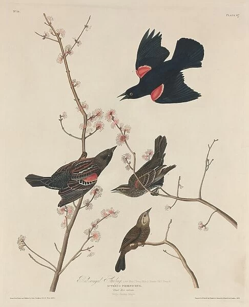 Red-winged Starling, 1829. Creator: Robert Havell