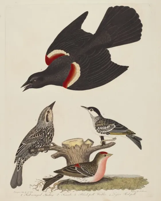 Framed Print : Red-winged Starling, Female Red-winged Starling, Black-poll Warbler, and Lesser... pub Framed Print : Red-winged Starling, Female Red-winged Starling, Black-poll Warbler, and Lesser... pub