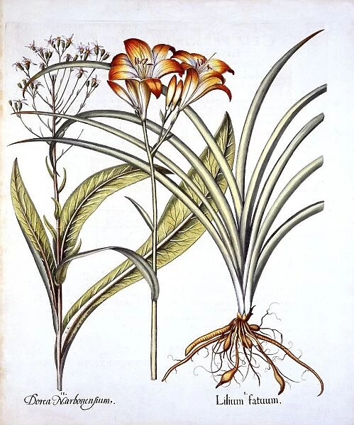 Red-Yellow Day Lily and Groundsel, from Hortus Eystettensis, by Basil Besler (1561-1629), pub
