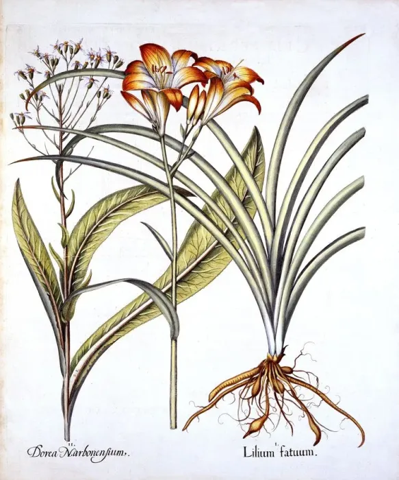 Framed Print : Red-Yellow Day Lily and Groundsel, from Hortus Eystettensis, by Basil Besler (1561-1629), pub Framed Print : Red-Yellow Day Lily and Groundsel, from Hortus Eystettensis, by Basil Besler (1561-1629), pub