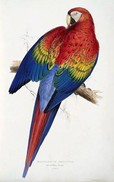 Red and Yellow Macaw (Macrocercus aracanga), pub. 1832. Creator: Edward Lear (1818-1888)