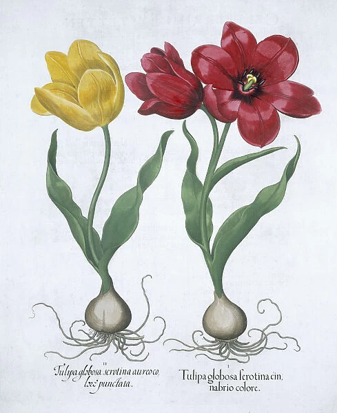 Red and yellow tulip, 1613