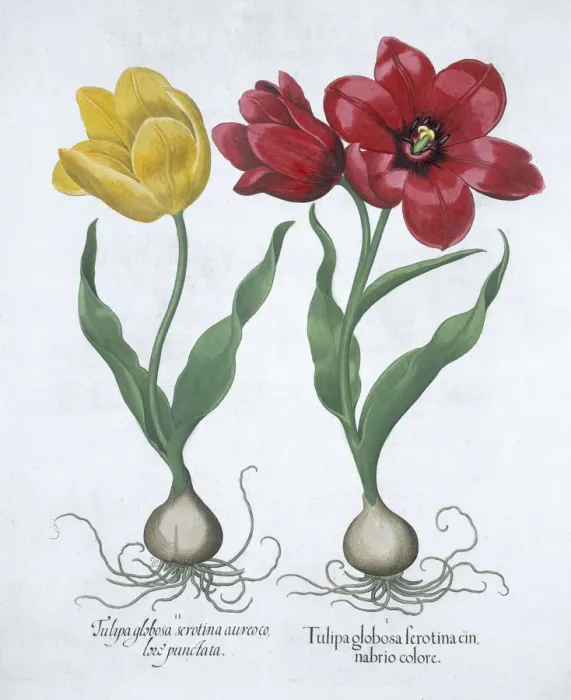 Framed Print : Red and yellow tulip, 1613 Framed Print : Red and yellow tulip, 1613