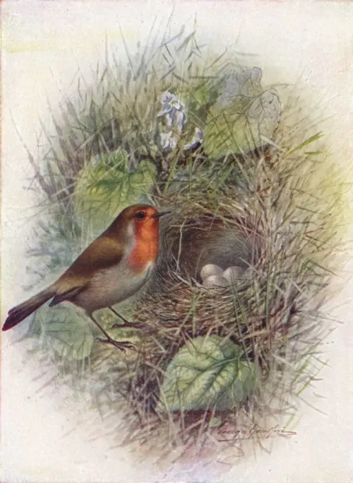 Framed Print : Redbreast or Robin - Erith acus rubec ula, c1910, (1910). Artist: George James Rankin Framed Print : Redbreast or Robin - Erith acus rubec ula, c1910, (1910). Artist: George James Rankin