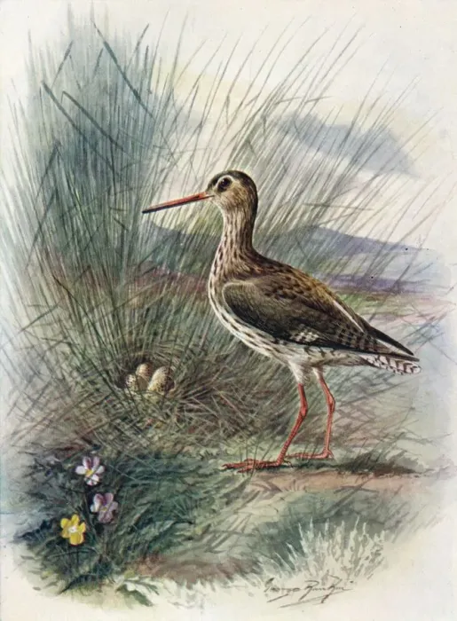 Framed Print : Redshank - To tanus cal idris, c1910, (1910). Artist: George James Rankin Framed Print : Redshank - To tanus cal idris, c1910, (1910). Artist: George James Rankin