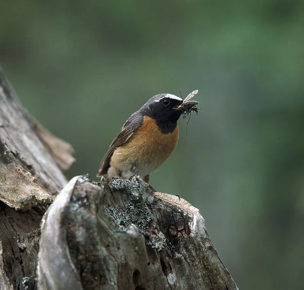 Redstart with insect