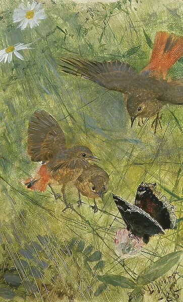 Redstarts and Butterflies. Five studies in one frame, NM 2223-2227, 1885. Creator: Bruno Liljefors