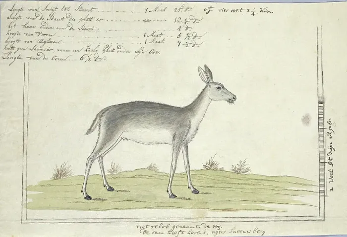Framed Print : Redunca arundinum (Southern reedbuck), 1777-1786. Creator: Robert Jacob Gordon Framed Print : Redunca arundinum (Southern reedbuck), 1777-1786. Creator: Robert Jacob Gordon
