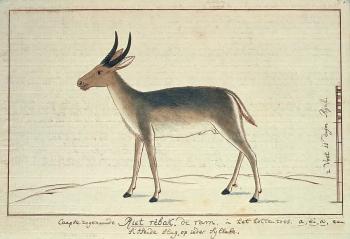 Framed Print : Redunca arundinum (Southern reedbuck; male), 1777-1786. Creator: Robert Jacob Gordon Framed Print : Redunca arundinum (Southern reedbuck; male), 1777-1786. Creator: Robert Jacob Gordon