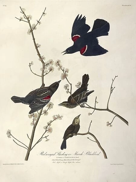 Redwinged Starling or Marsh Blackbird, Icterus Phoeniceus, 1845
