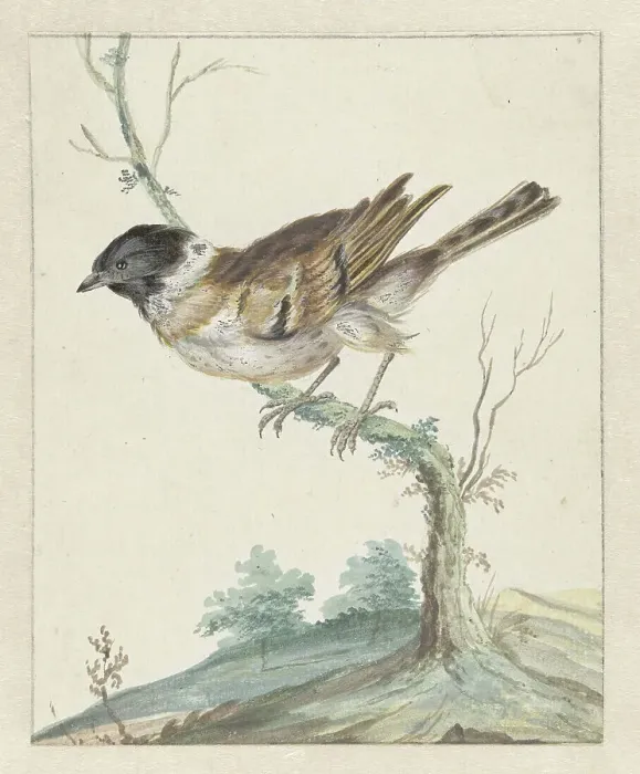 Framed Print : Reed bunting (?), 1650-1719. Creator: Jan Weenix Framed Print : Reed bunting (?), 1650-1719. Creator: Jan Weenix