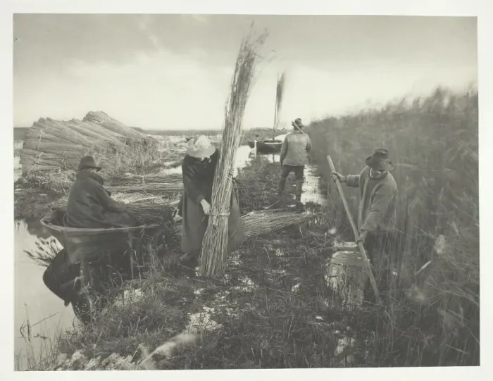 Framed Print : During the Reed Harvest, 1886. Creator: Peter Henry Emerson Framed Print : During the Reed Harvest, 1886. Creator: Peter Henry Emerson