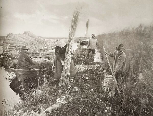 During the Reed-Harvest, 1886. Creator: Peter Henry Emerson