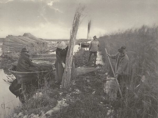During the Reed-Harvest, 1886. Creators: Dr Peter Henry Emerson, Thomas Frederick Goodall
