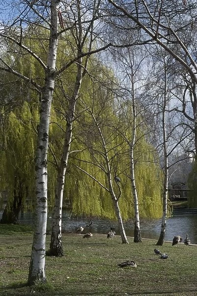Regent;s Park, 2009. Creator: Ethel Davies