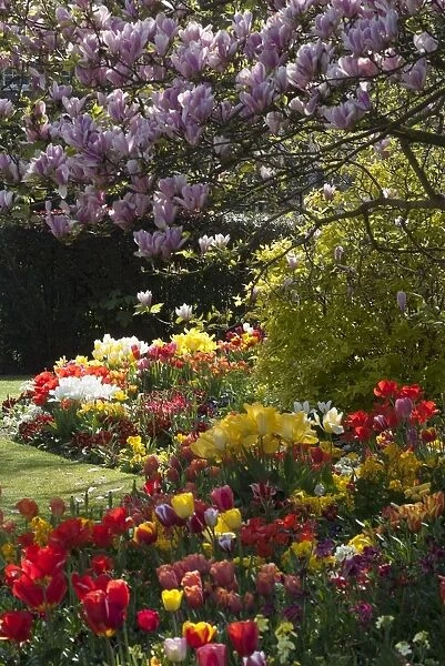 Regents Park - Springtime floral displays in Regents Park, London, NW1. England