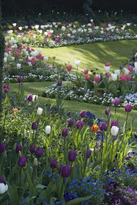 Framed Print : Regents Park - Springtime floral displays in Regents Park, London, NW1. England Framed Print : Regents Park - Springtime floral displays in Regents Park, London, NW1. England