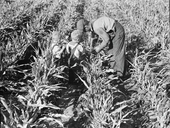Framed Print : Formerly rehabilitation client harvesting milo maize, Near Manteca, California, 1938. Creator: Dorothea Lange Framed Print : Formerly rehabilitation client harvesting milo maize, Near Manteca, California, 1938. Creator: Dorothea Lange