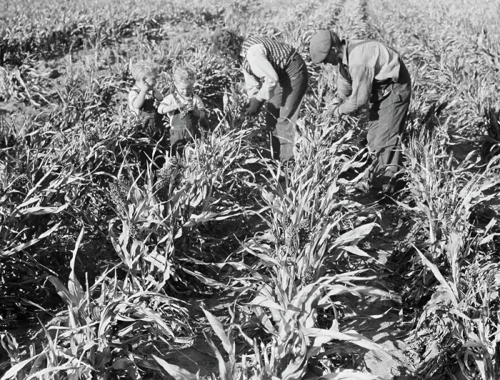 Framed Print : Formerly rehabilitation client harvesting milo maize, near Manteca, California, 1938. Creator: Dorothea Lange Framed Print : Formerly rehabilitation client harvesting milo maize, near Manteca, California, 1938. Creator: Dorothea Lange
