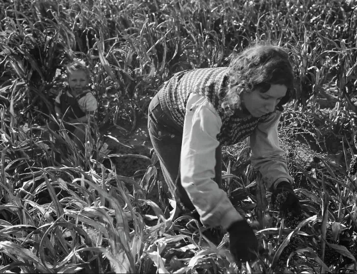 Framed Print : Formerly rehabilitation clients now operating own farm, near Manteca, California, 1938. Creator: Dorothea Lange Framed Print : Formerly rehabilitation clients now operating own farm, near Manteca, California, 1938. Creator: Dorothea Lange