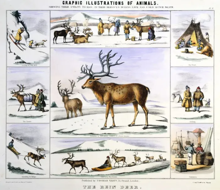 Framed Print : The Rein Deer, c1850. Artist: Benjamin Waterhouse Hawkins Framed Print : The Rein Deer, c1850. Artist: Benjamin Waterhouse Hawkins
