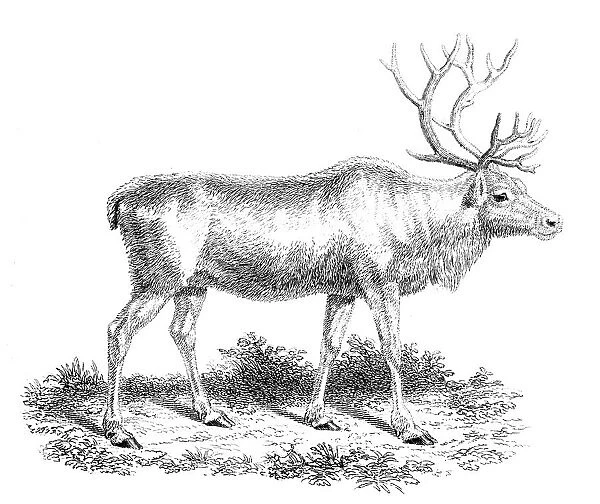 Reindeer, 19th century