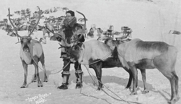 Reindeer, between c1900 and c1930. Creator: Lomen Brothers
