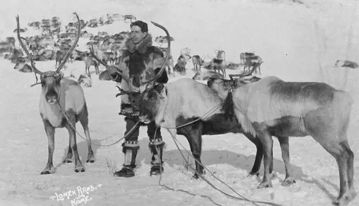 Framed Print : Reindeer, between c1900 and c1930. Creator: Lomen Brothers Framed Print : Reindeer, between c1900 and c1930. Creator: Lomen Brothers