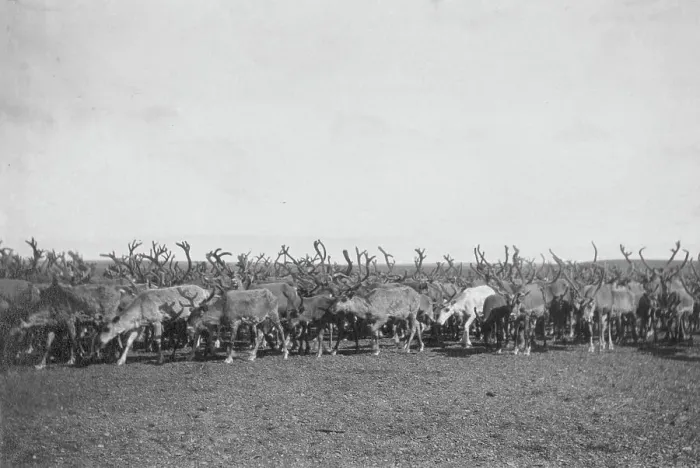 Framed Print : Reindeer, between c1900 and c1930. Creator: Unknown Framed Print : Reindeer, between c1900 and c1930. Creator: Unknown