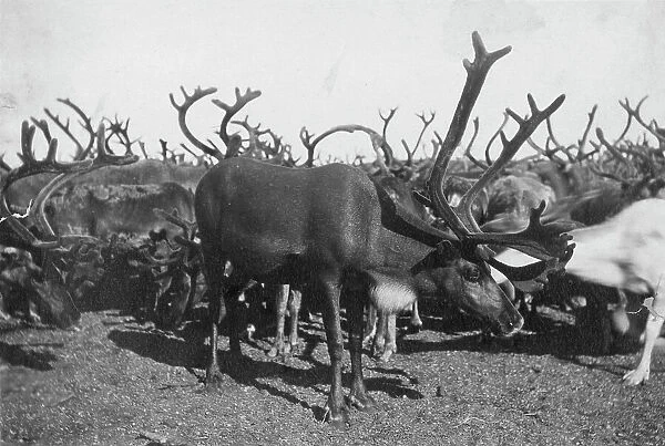 Reindeer, between c1900 and c1930. Creator: Unknown