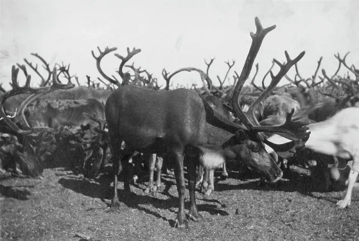 Framed Print : Reindeer, between c1900 and c1930. Creator: Unknown Framed Print : Reindeer, between c1900 and c1930. Creator: Unknown