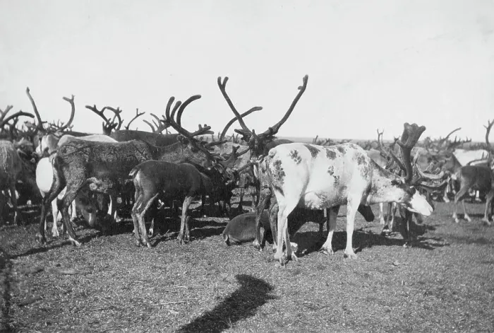 Framed Print : Reindeer, between c1900 and c1930. Creator: Unknown Framed Print : Reindeer, between c1900 and c1930. Creator: Unknown