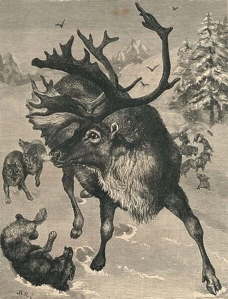 The Reindeer, c19th century