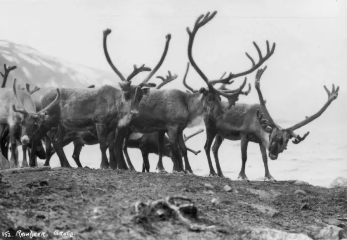 Framed Print : Reindeer, Grotli, Norway, 1929 Framed Print : Reindeer, Grotli, Norway, 1929