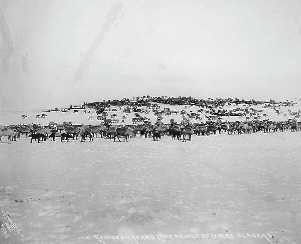 Reindeer herd, between c1900 and 1927. Creator: Lomen Brothers